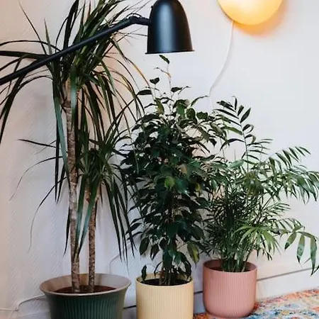 Jolie Studio Belleville פריז